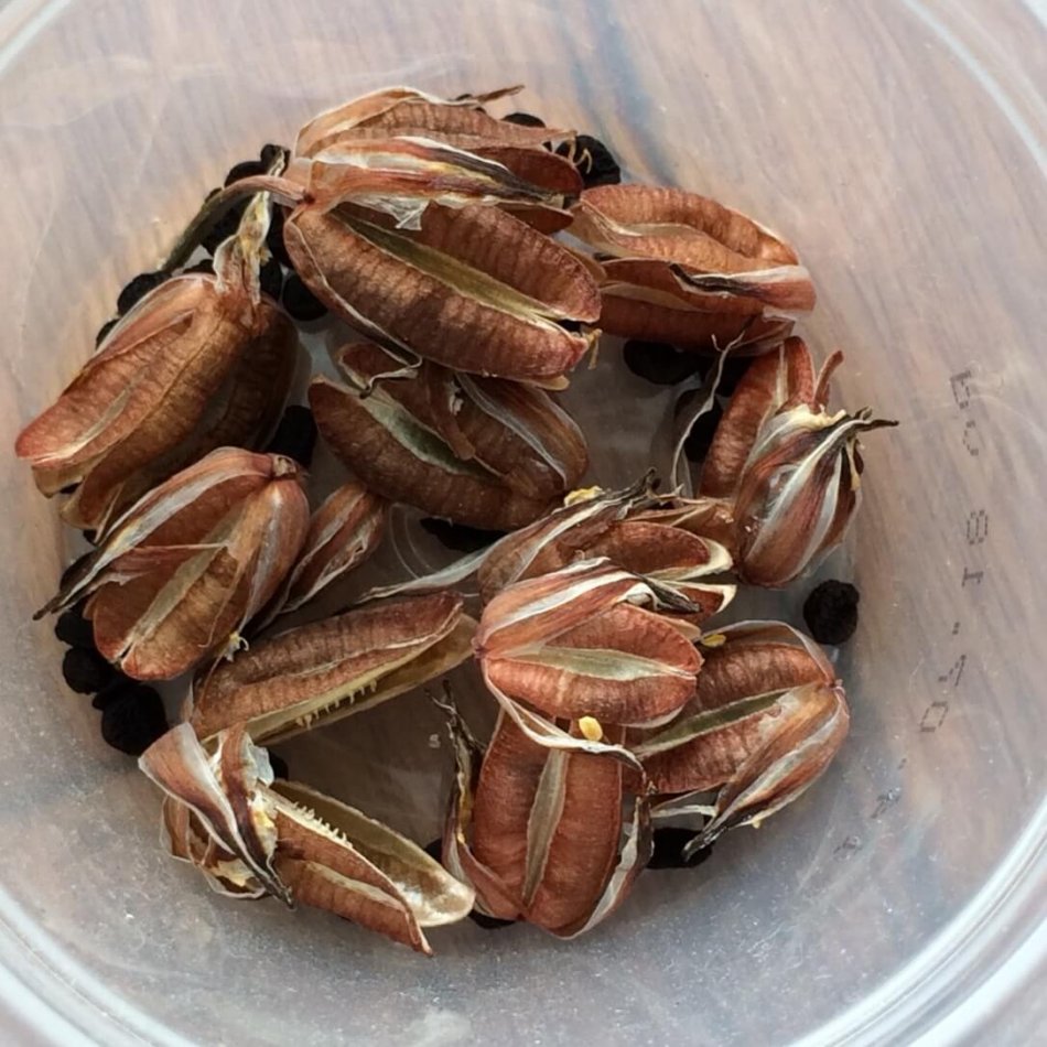 アルブカ コンコルディアナの実生 成長記録 18年8月 更新中 ゆるぷ