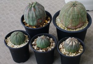 obesa-mf-06