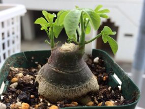 adenia-glauca-pruning-00
