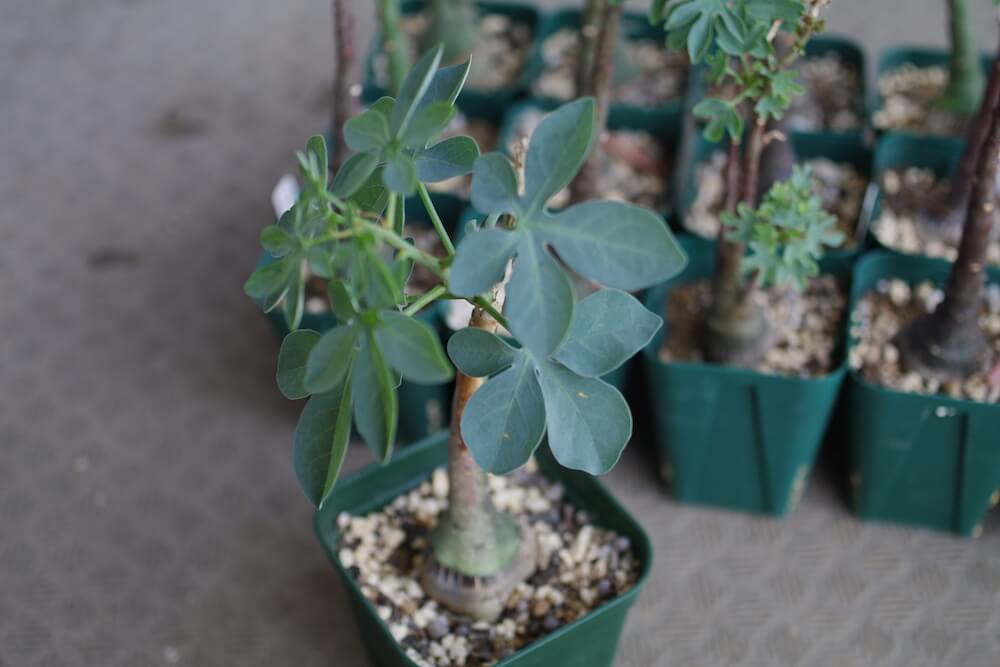 アデニア・グラウカ（Adenia glauca）の育て方、栽培記録 – ゆるぷ
