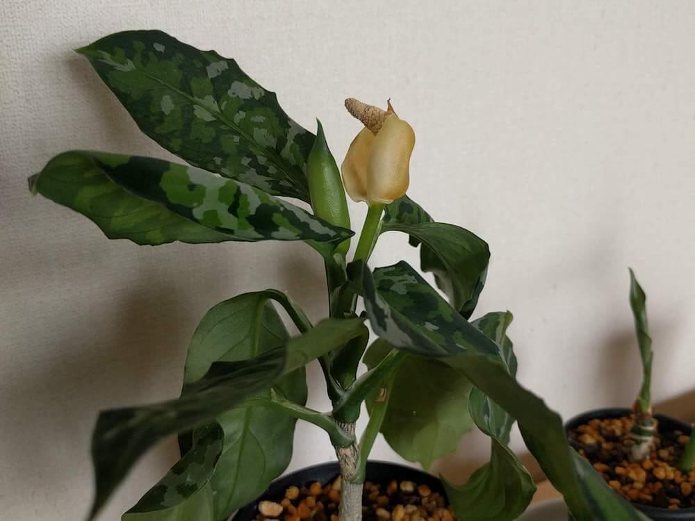 アグラオネマピクタム/aglaonema/銀二色 マルチカラー 高度な