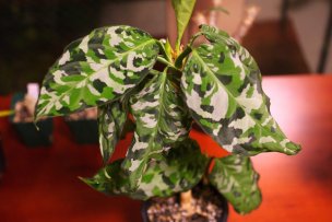aglaonema-pictum-tricolor-11-1