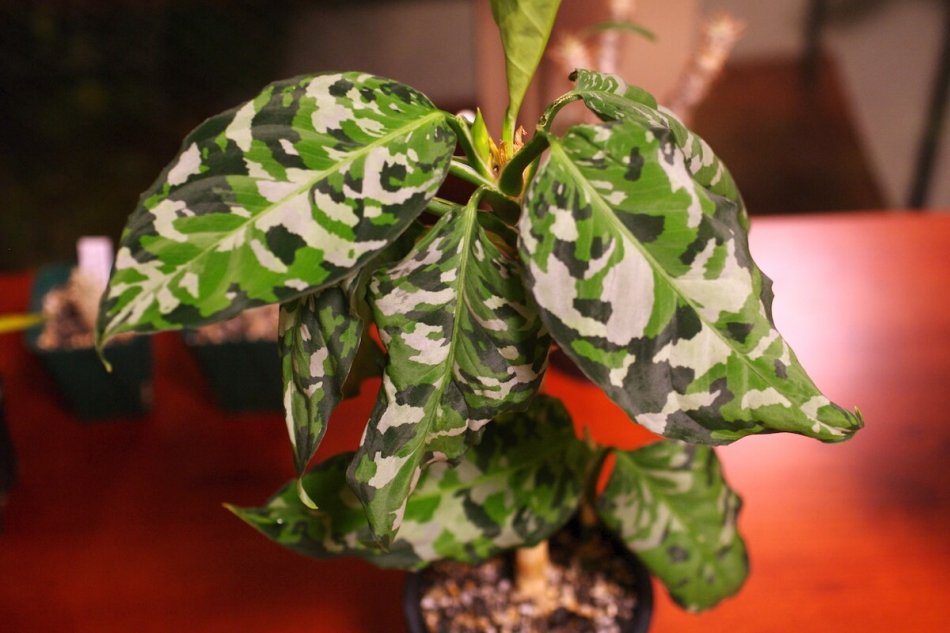 【LA便】Aglaonema pictum アグラオネマ ピクタム トリカラー