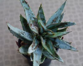 aloe-mites-01