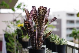 billbergia-midnight-sun-01