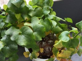 dioscorea-elephantipes-07