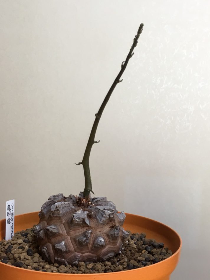 亀甲竜（Dioscorea elephantipes）の育て方、栽培記録 – ゆるぷ