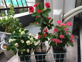 euphorbia-milii-01