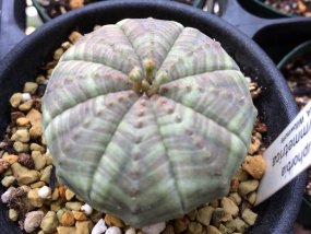 euphorbia-obesa-symmetrica-01