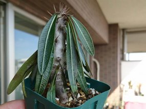 pachypodium-gracilius-die-03