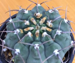 succulent-plants-sick-01