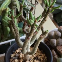 tylecodon-buchholzianus-12