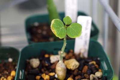 adenia-aculeata-seedling-04-1