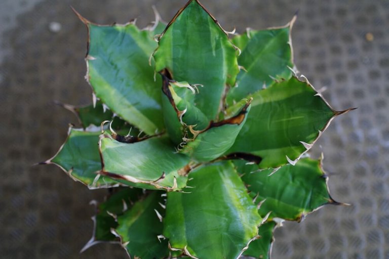 anthracnose-of-agaves-01