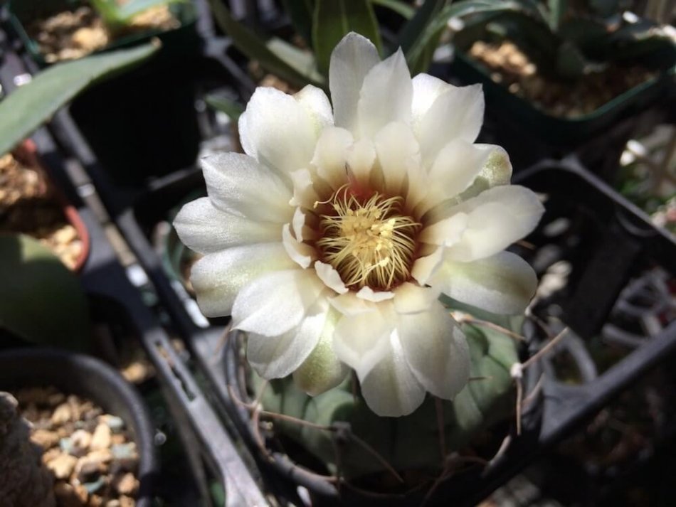 ギムノカリキウム・バッテリーが開花した – ゆるぷ