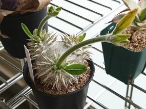 pachypodium-densicaule-09