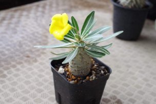 pachypodium-gracilius-seedling-17