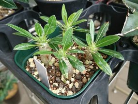 pachypodium-horombense-seedling-06