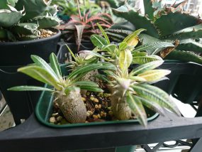 pachypodium-horombense-seedling-07