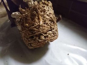 plant-roots-03