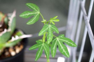 adenia-venenata-04