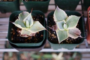 agave-chil-water-03