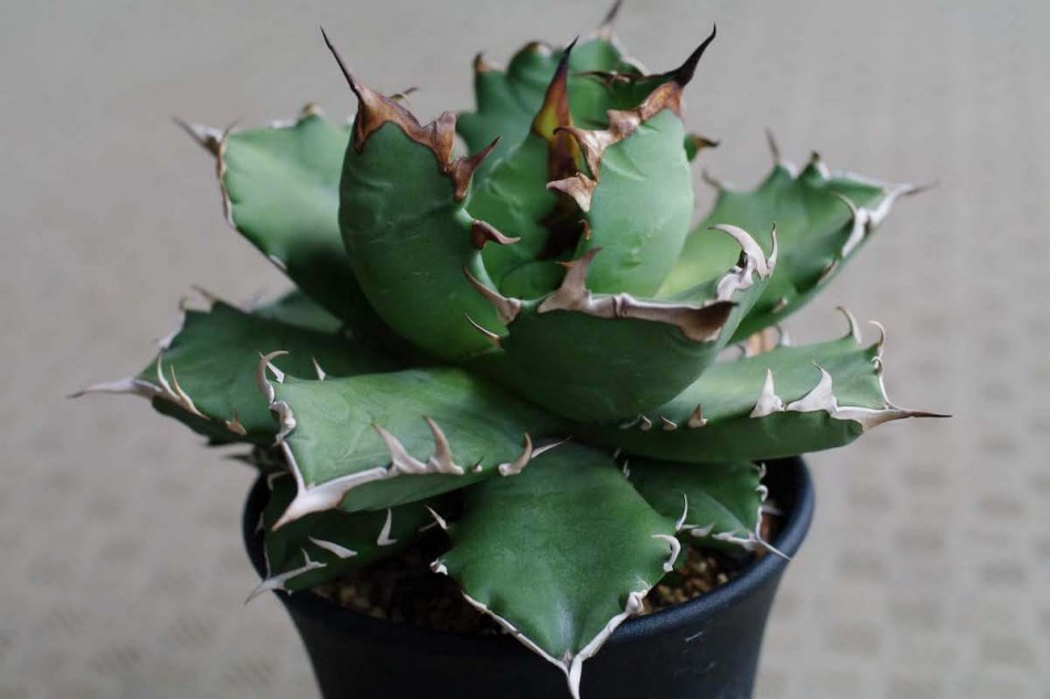 アガベ チタノータ 農大 Agave Titanota の紹介 ゆるぷ