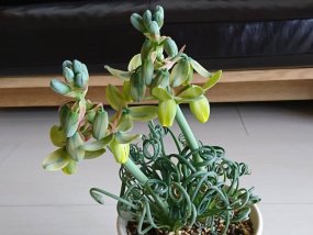 albuca-spiralis-frizzle-sizzl-11