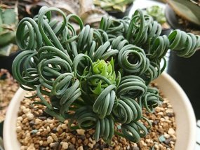 albuca-spiralis-frizzle-sizzl-12