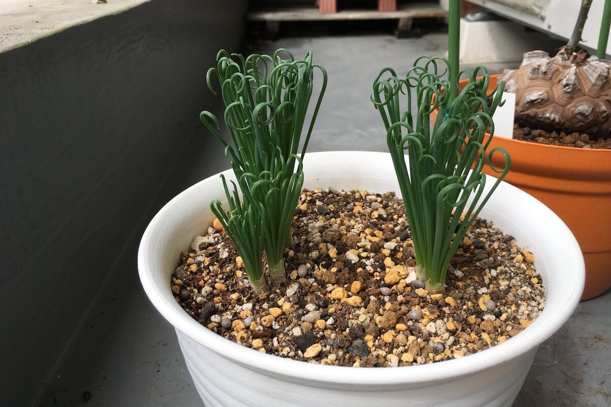 アルブカ・スピラリス・フリズルシズル（Albuca spiralis 'Frizzle Sizzle'）大きい球根