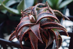 aloe-christmas-carol-08