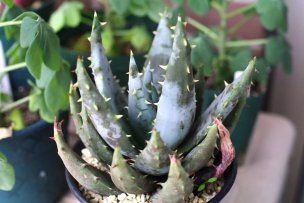 aloe-peglerae-01