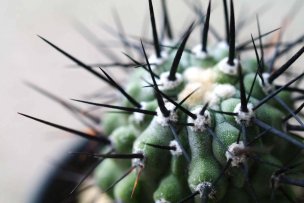 copiapoa-coquimbana-03