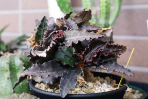 euphorbia-francoisii-06
