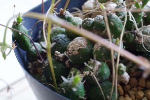 euphorbia-globosa-05
