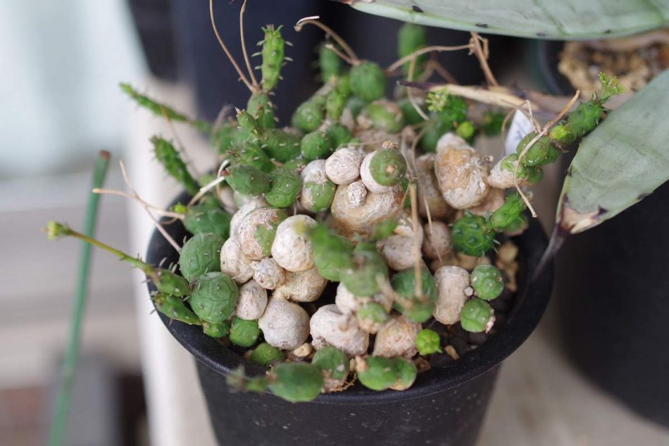 ユーフォルビア・グロボーサ（Euphorbia globosa）の紹介 – ゆるぷ