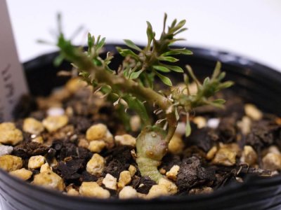 euphorbia-gorgonis-seedling-05