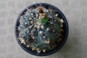 gymnocalycium-taningaense-05