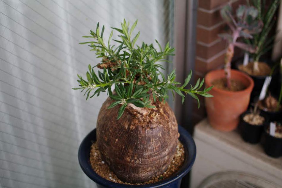 パキポディウム・ビスピノーサム（Pachypodiumbispinosum）の育て方、栽培記録 – ゆるぷ