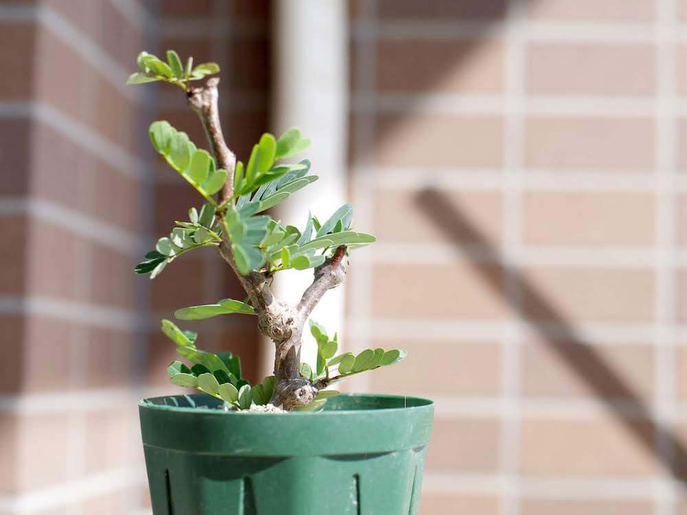 絶妙なデザイン センナ メリディオナリス 塊根型 植物