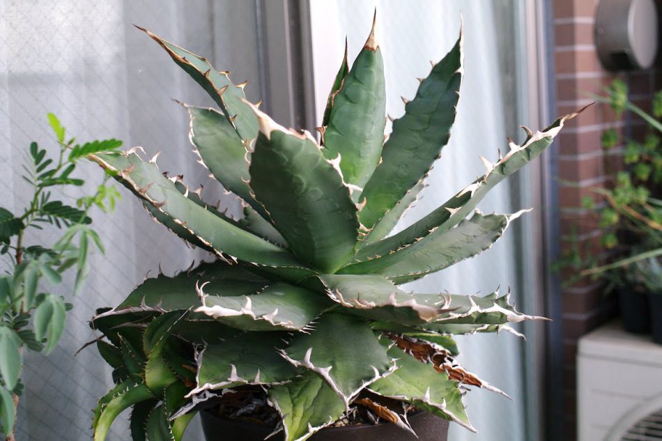 アガベ チタノタ Agave Titanota 種類と育て方 ゆるぷ