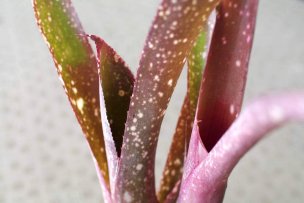 billbergia-yayee-02