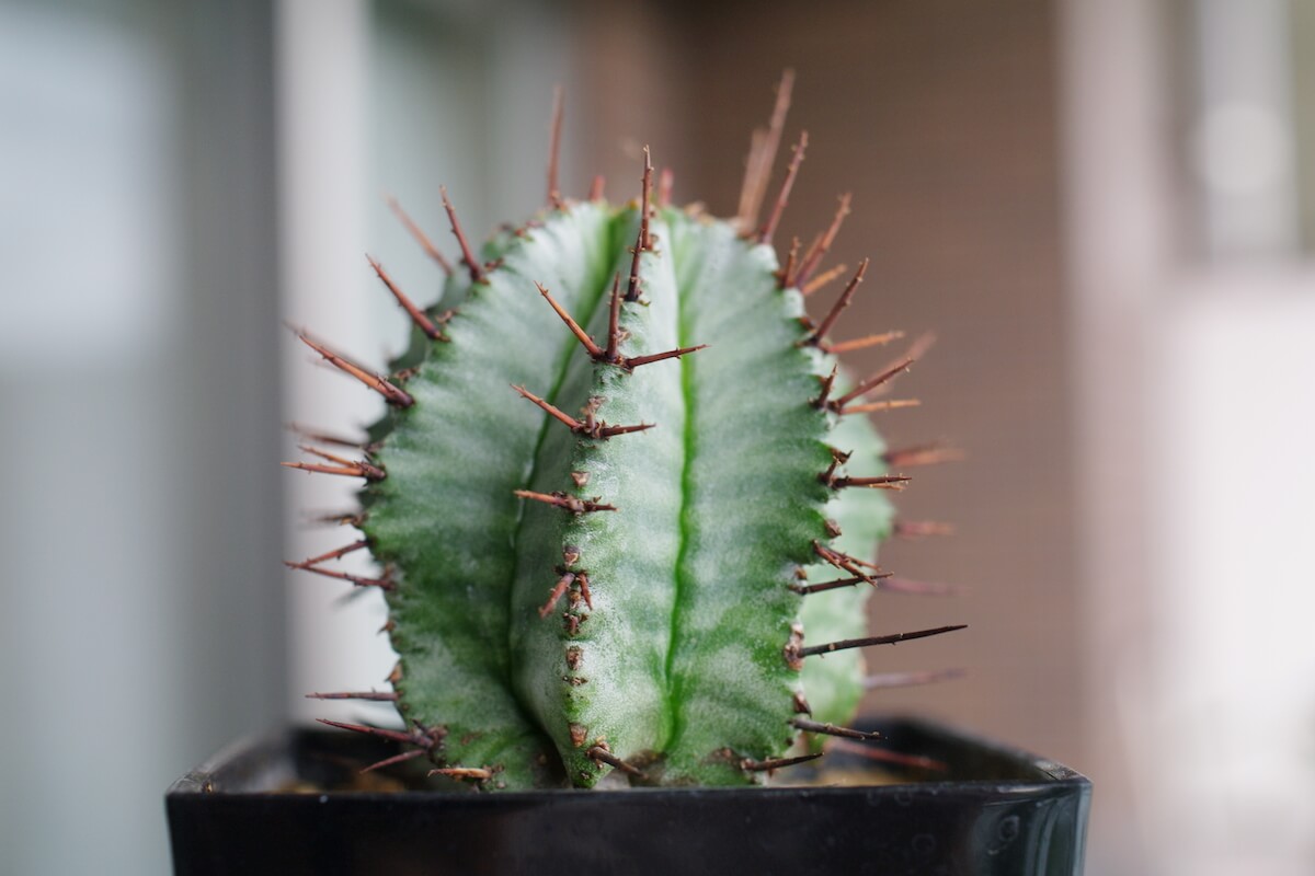 お買い物情報 大株 ゼブラホリダ 白衣ホリダ ユーフォルビア - 観葉植物