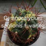 新天地錦(Gymnocalycium saglionis f. varieg)の育て方 新天地錦(Gymnocalycium saglionis f. varieg)の育て方