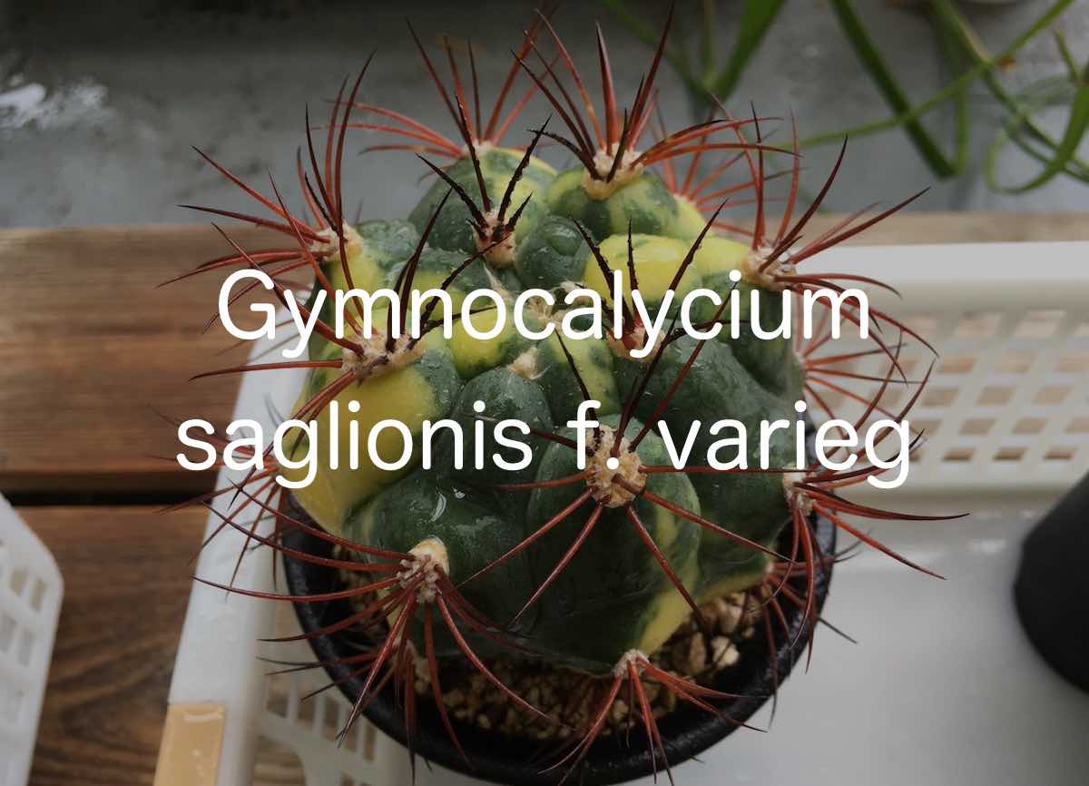 新天地錦（Gymnocalycium