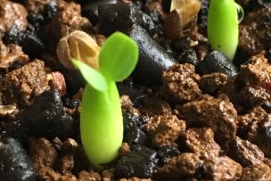 plant-seedlings-00
