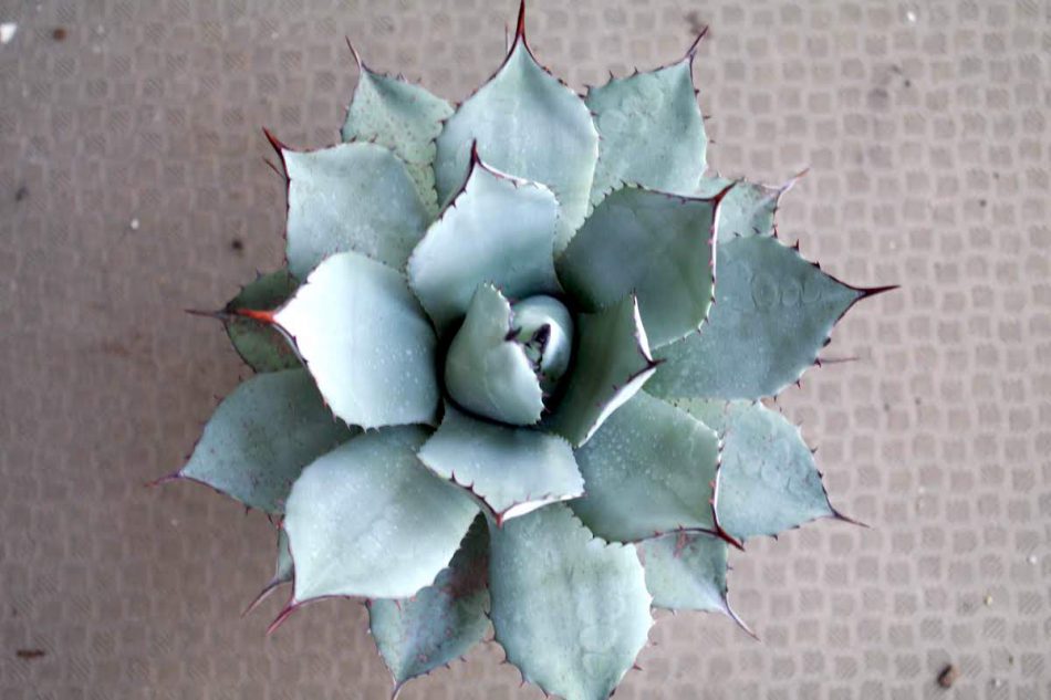 アガベ・吉祥天（Agave parryi）の紹介・育て方 – ゆるぷ