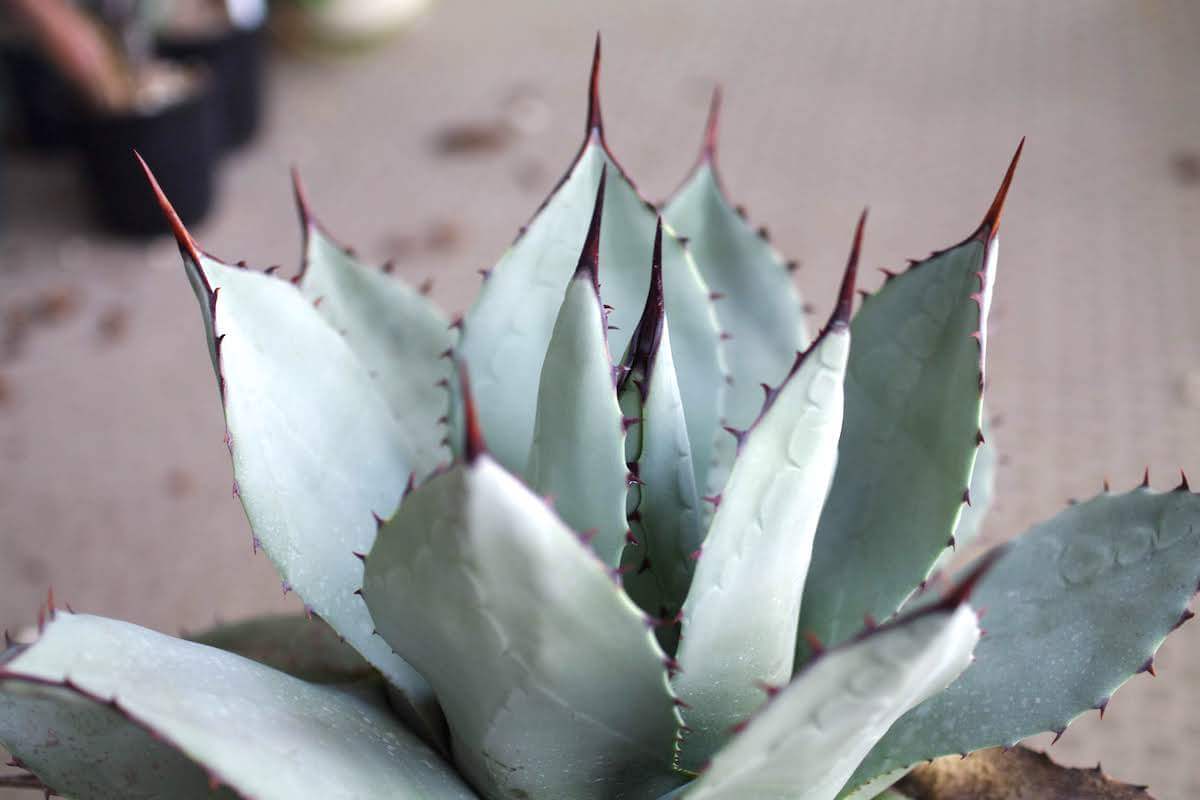 アガベ・吉祥天（Agave parryi）の紹介・育て方 – ゆるぷ