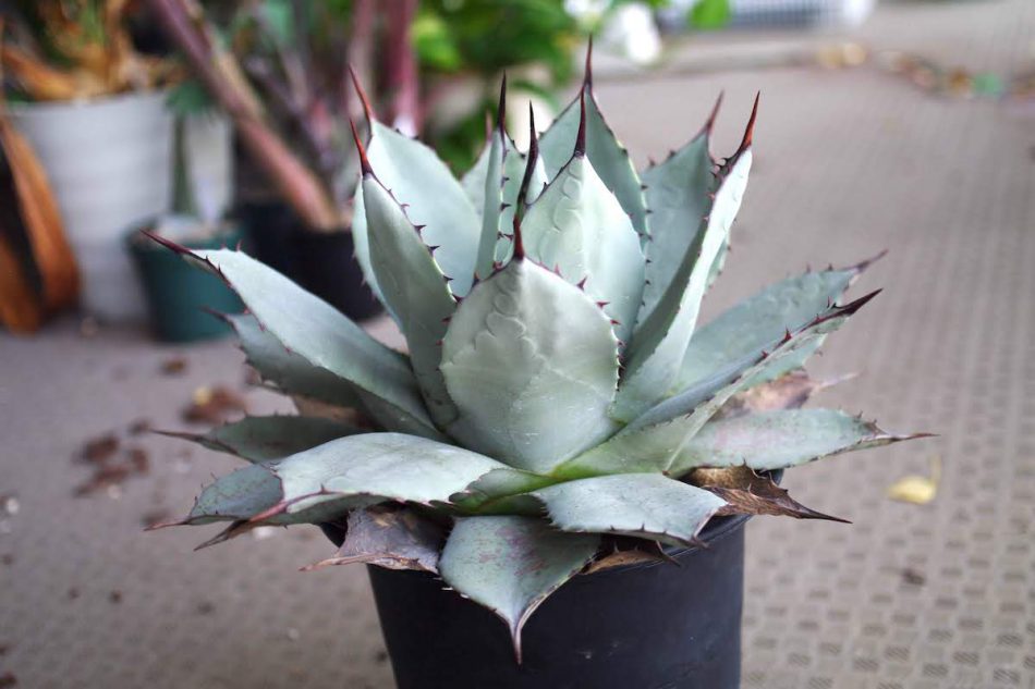 アガベ・吉祥天（Agave parryi）の紹介・育て方 – ゆるぷ