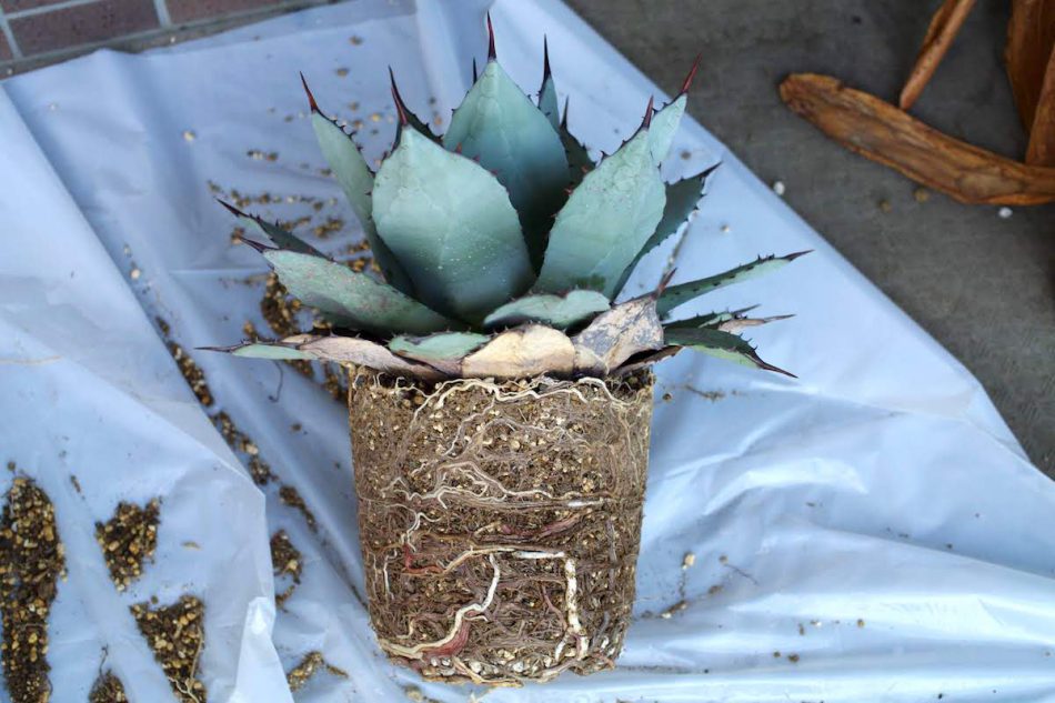 アガベ・吉祥天（Agave parryi）の紹介・育て方 – ゆるぷ